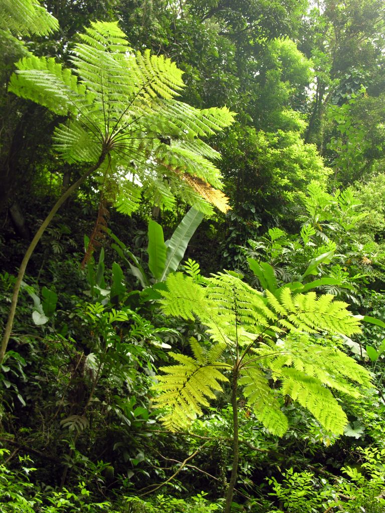 Montserrat - Rainforest © Stewart McPherson