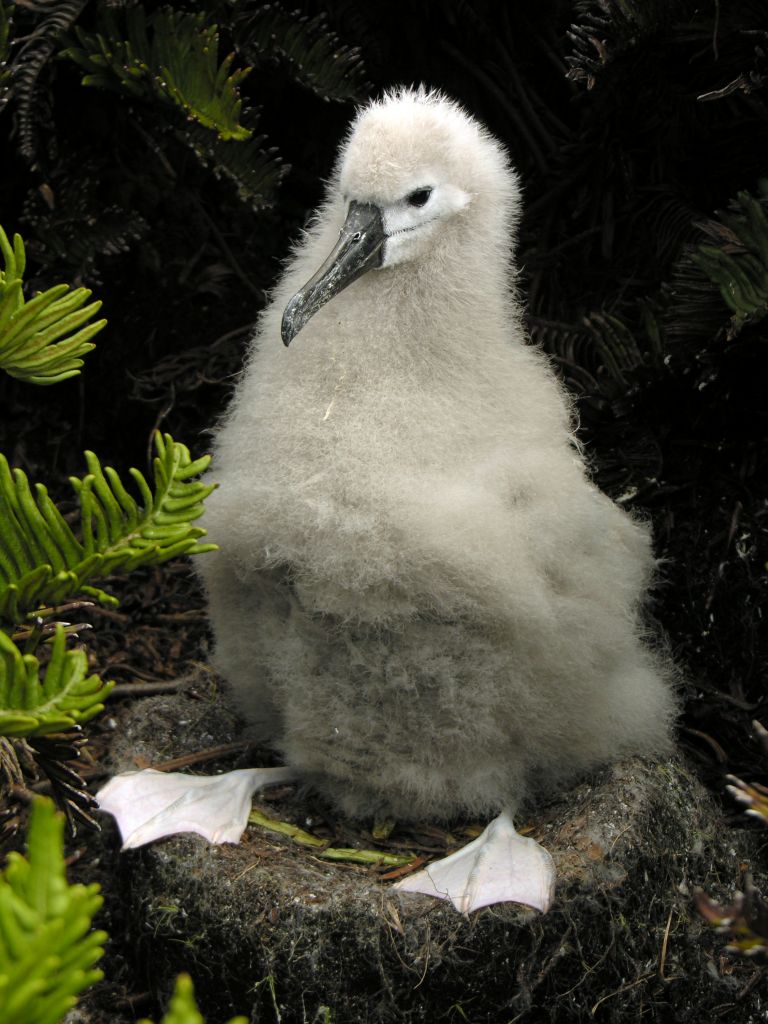 Tristan da Cunha, Atlantic Yellow Nosed Albatross © Stewart McPherson