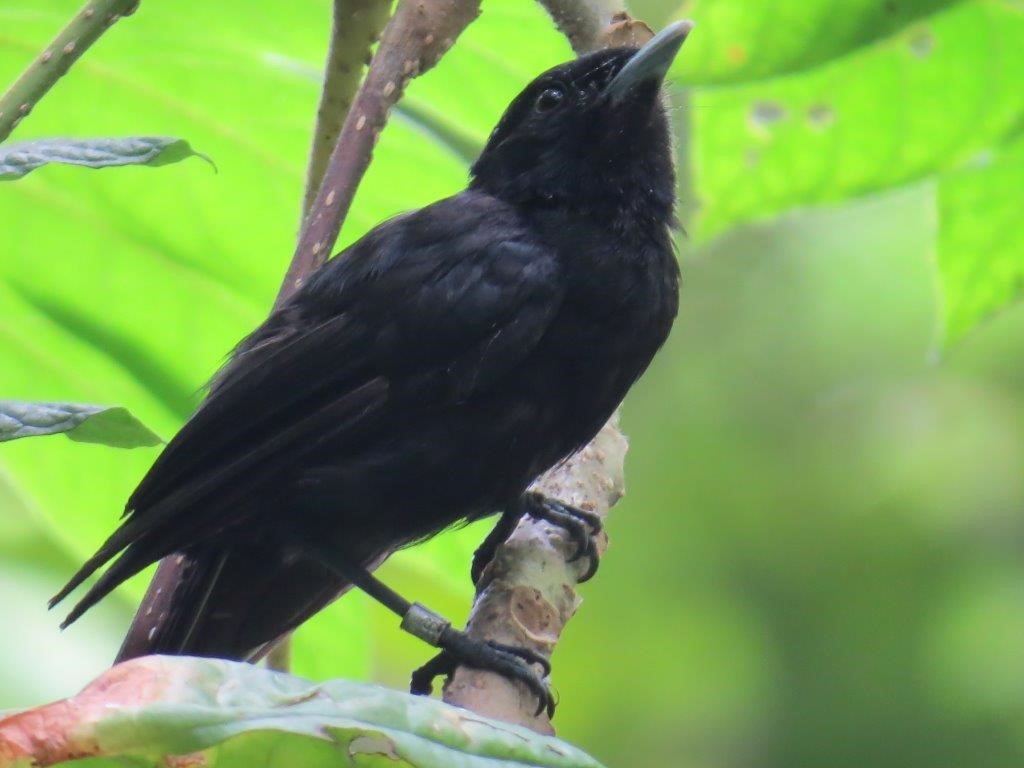 Tahiti flycatcher  © A Petit